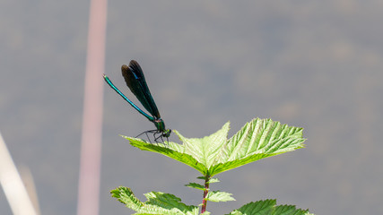 Wasserjungfer (Libelle)