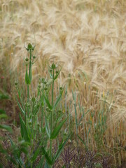 reifes Gerstenfeld mit Weberkarde