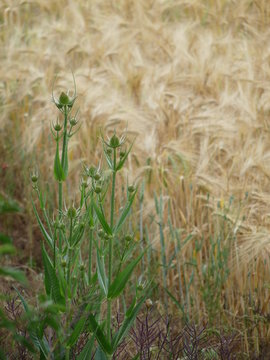 reifes Gerstenfeld mit Weberkarde