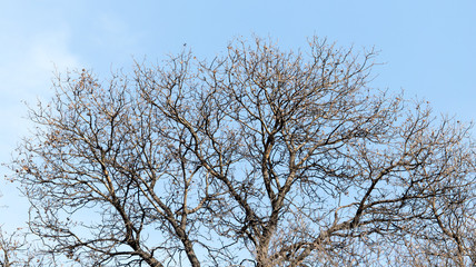 leafless tree branches against the blue sky