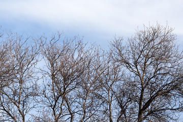 leafless tree branches against the blue sky