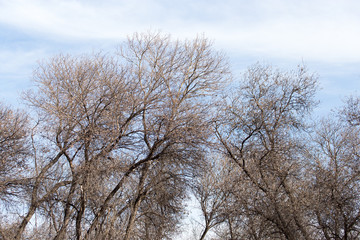 leafless tree branches against the blue sky