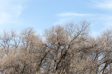 Obraz na płótnie Canvas leafless tree branches against the blue sky