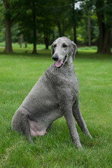 Silver Standard Poodle