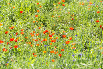 red poppies in a field in nature