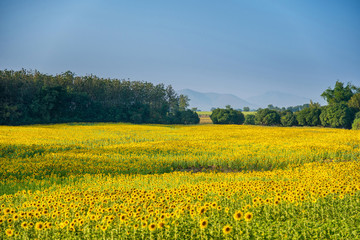 Sunflower field with blue sky