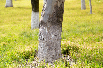 trunk of a tree in a park on the nature