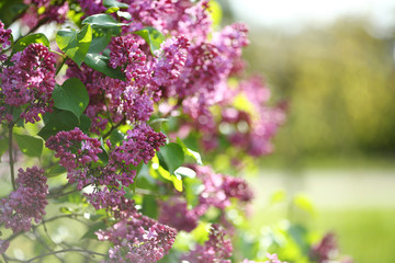 lilac bush with flowers