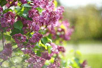 Fototapeta na wymiar lilac bush with flowers