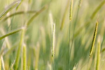 Fototapeta premium ears of wheat on the nature