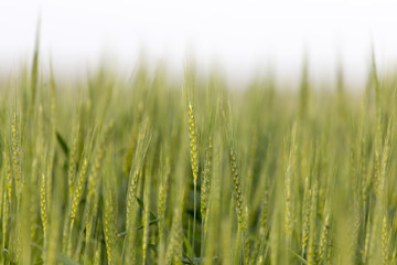 Obraz premium ears of wheat on the nature