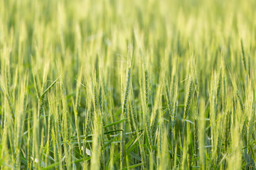 ears of wheat on the nature
