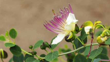 flowering shrub Capparis spinosa