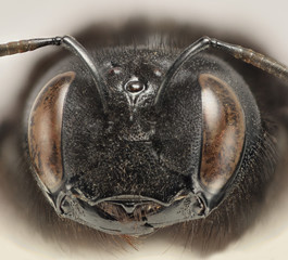 Black bug head shot at 2:1 magnification with focus stacking