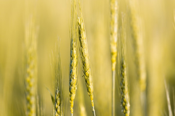 ears of wheat on the nature