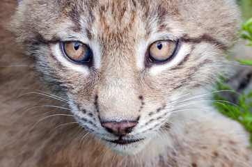 Nordluchs (Lynx Lynx)