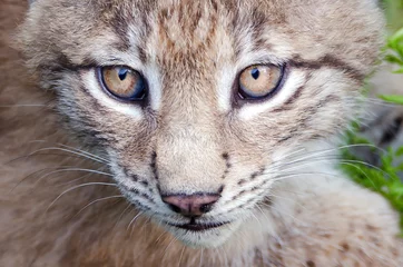 Fotobehang Nordluchs (Lynx Lynx) © Teteline