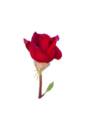 bright beautiful  red rose