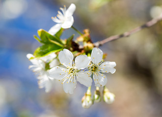 Beautiful flowers on the tree in nature