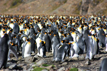 K&ouml;nigspinguine  in der Fortuna Bay