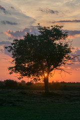 Sunset behind the tree
