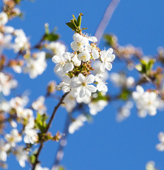 flowers on the tree against the blue sky