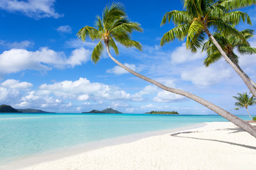 Palmen am Sandstrand auf Bora Bora - obrazy, fototapety, plakaty