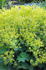 Манжетка (Alchemilla). Цветущий куст