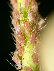 aphids on the plant. close