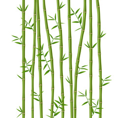 Green bamboo with leaves isolated on white background - obrazy, fototapety, plakaty