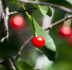 red cherries on the tree in nature