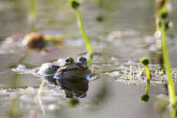 Teichfrosch (Pelophylax esculentus)