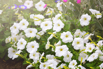 White wild flowers