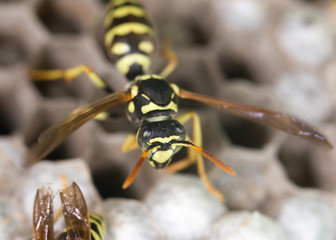 wasp on hives. close