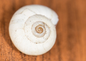 snail shell. close
