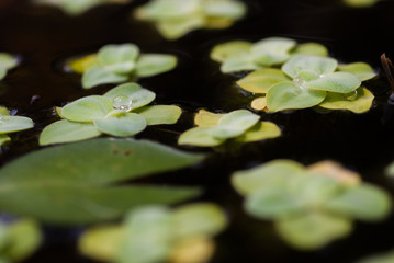 Duckweed natural with water drop