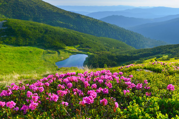 Fototapety  Róża alpejska w letnich górach
