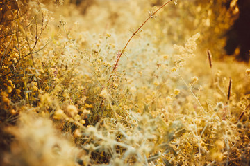 Beautiful rural landscape with sunrise over a meadow. Soft focus