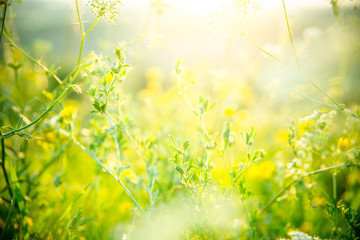 Obraz premium Beautiful rural landscape with sunrise over a meadow. Soft focus