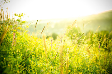 Beautiful rural landscape with sunrise over a meadow. Soft focus