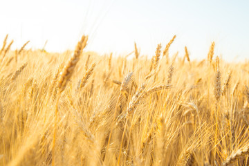 Gold wheat field on the early morning