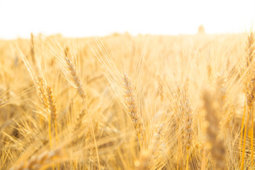 Gold wheat field on the early morning