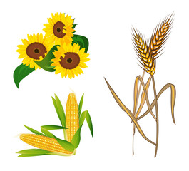 Corn, Sunflowers and Wheat