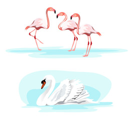 Swan and Flamingos
