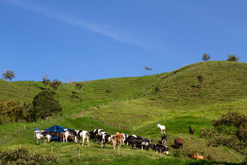 montañas y vacas