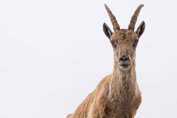 Ibex looking at camera against white cloudy sky