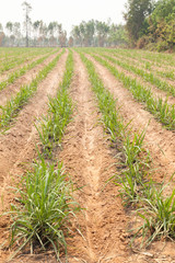 Fototapeta na wymiar Agricultural lands for sugarcane cultivation