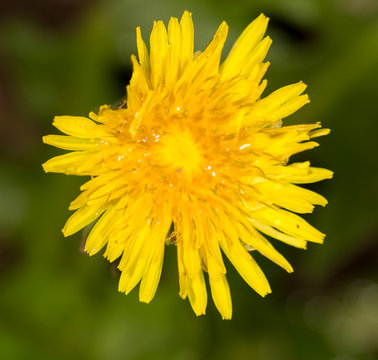 Fototapeta spring dandelion in green grass