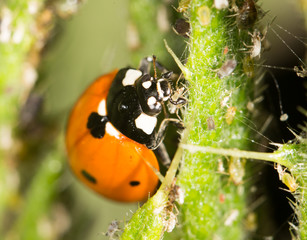 ladybird on nature. close