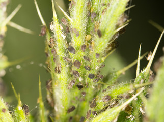 aphids .makro